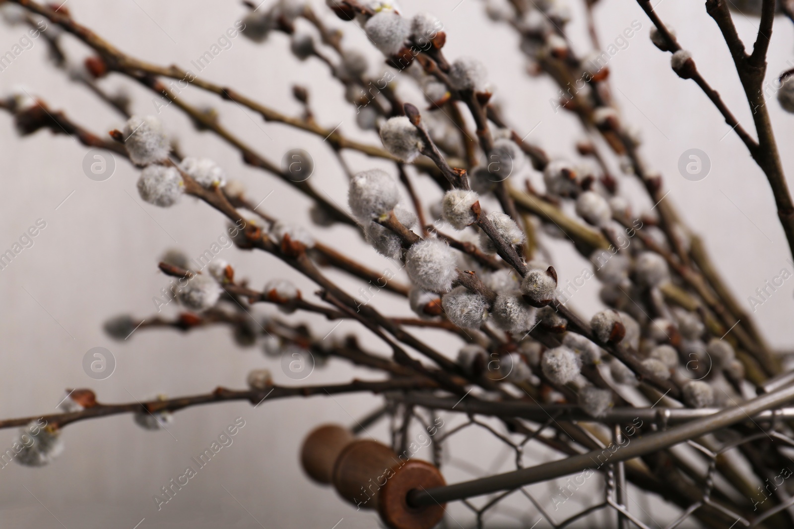 Photo of Beautiful blooming willow branches on light grey background, closeup