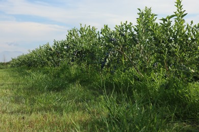 Photo of Blueberry bushes growing on farm on sunny day. Seasonal berries
