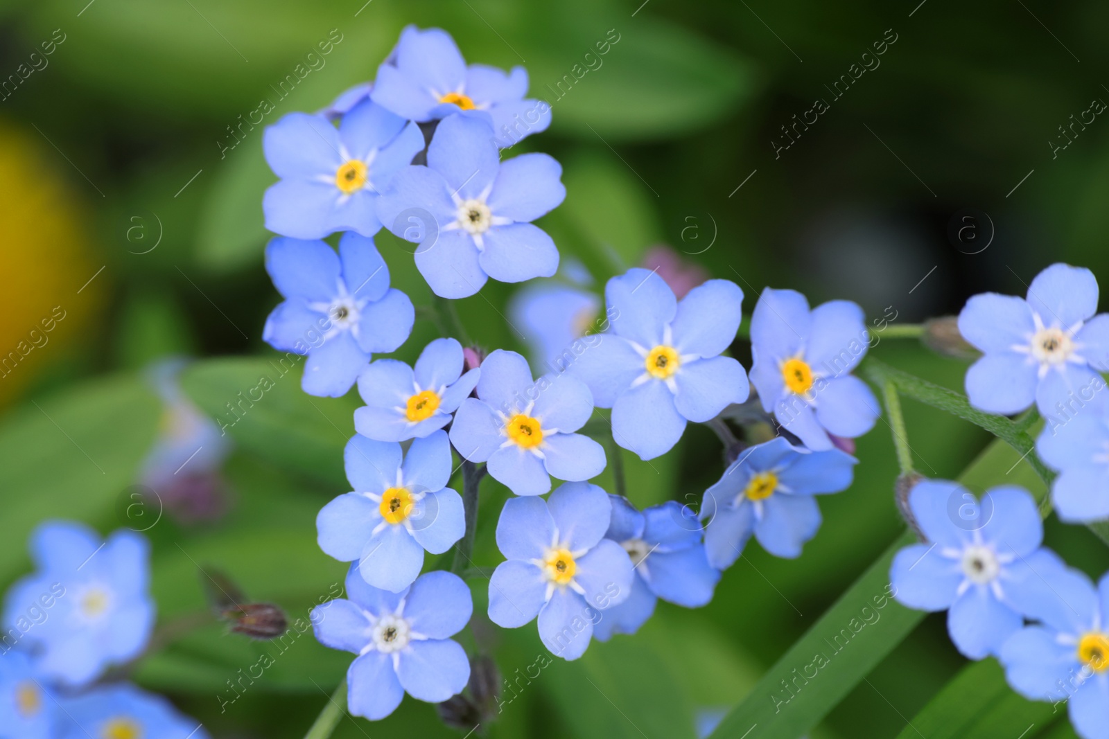 Photo of Beautiful forget-me-not flowers growing outdoors. Spring season