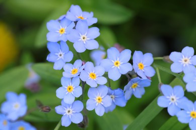 Beautiful forget-me-not flowers growing outdoors. Spring season