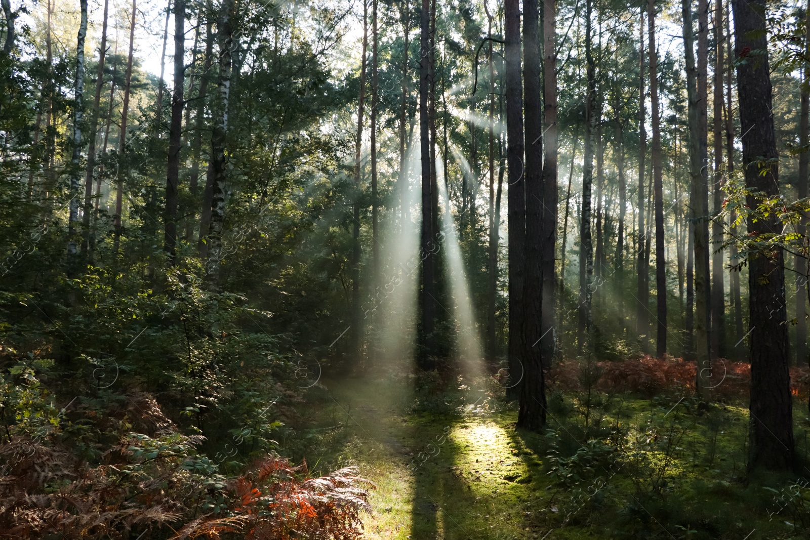 Photo of Majestic view of forest with sunbeams shining through trees in morning