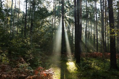 Photo of Majestic viewforest with sunbeams shining through trees in morning