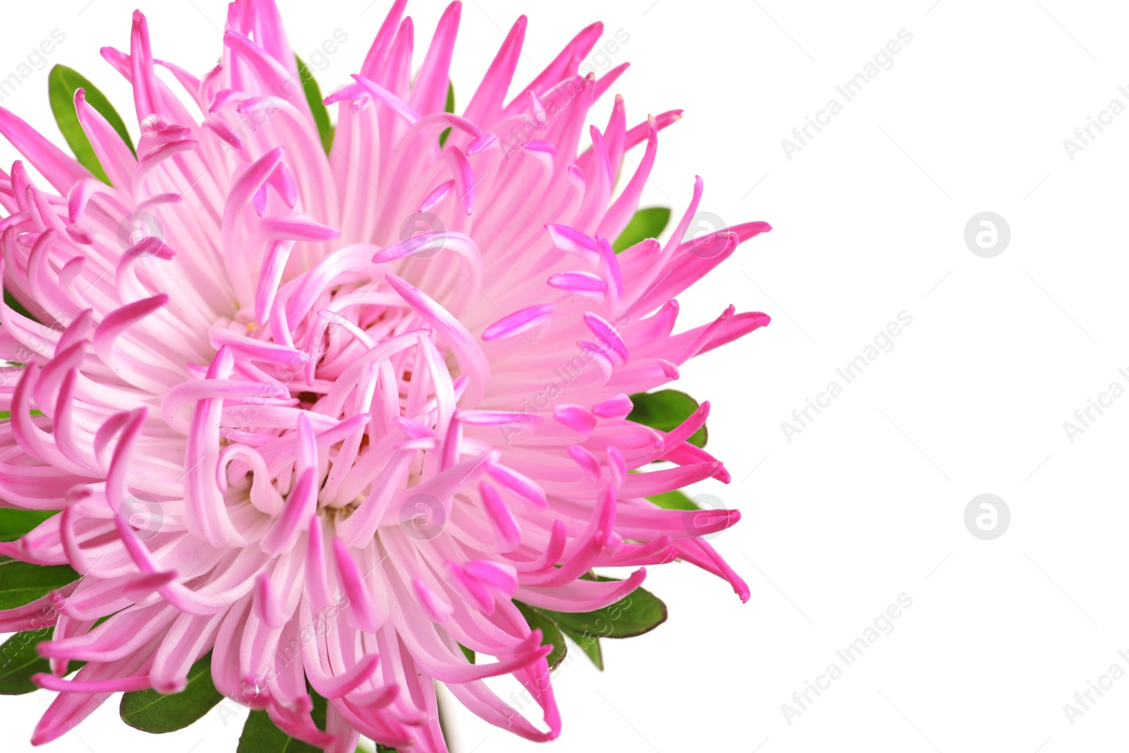 Photo of Beautiful bright aster flower on white background