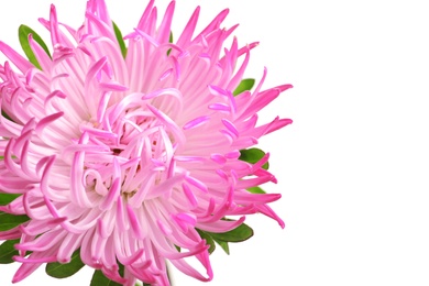 Photo of Beautiful bright aster flower on white background