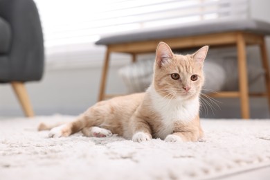 Photo of Cute ginger cat lying on floor at home