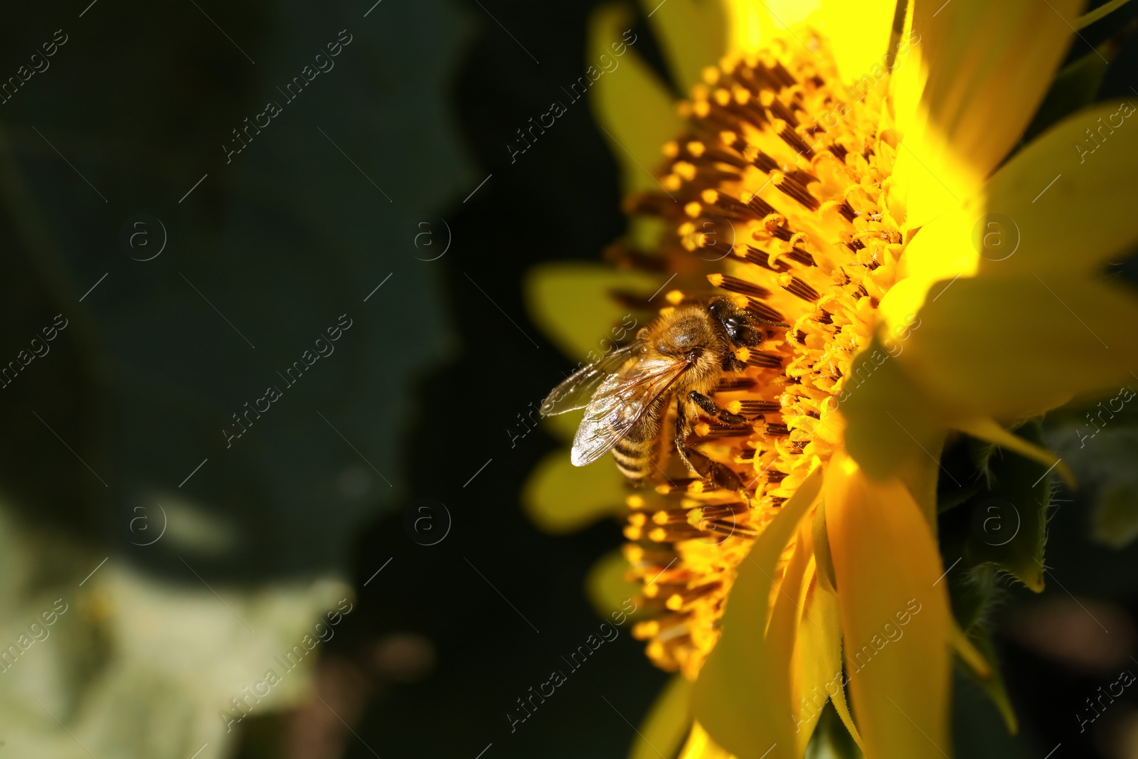 Photo of Honeybee collecting nectar from sunflower outdoors, closeup. Space for text