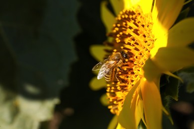 Honeybee collecting nectar from sunflower outdoors, closeup. Space for text