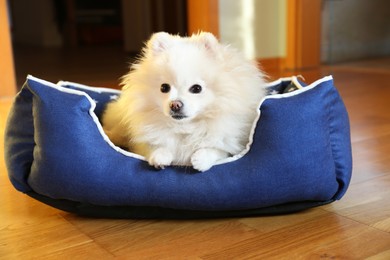 Photo of Cute fluffy Pomeranian dog in pet bed indoors