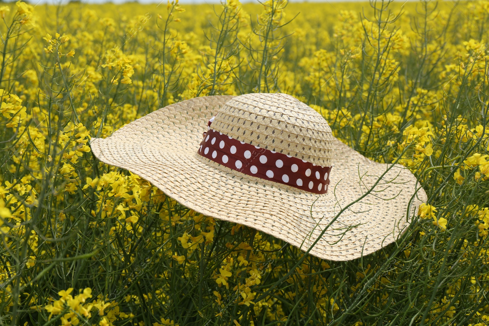 Photo of Women's hat on beautiful blooming rapeseed flowers outdoors