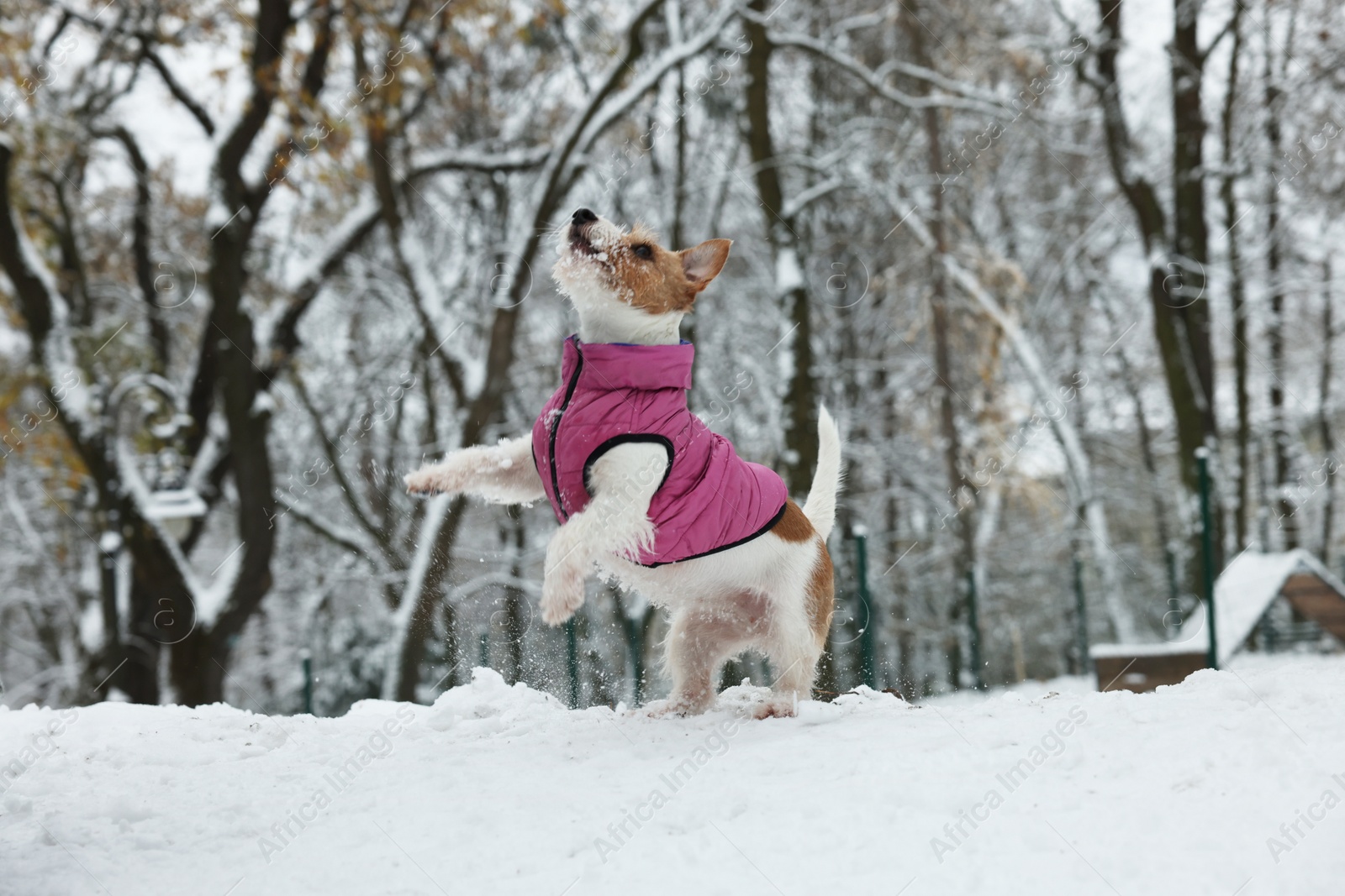 Photo of Cute Jack Russell Terrier wearing pet jacket in snowy park