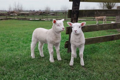 Photo of Cute lambs near wooden fence on green field