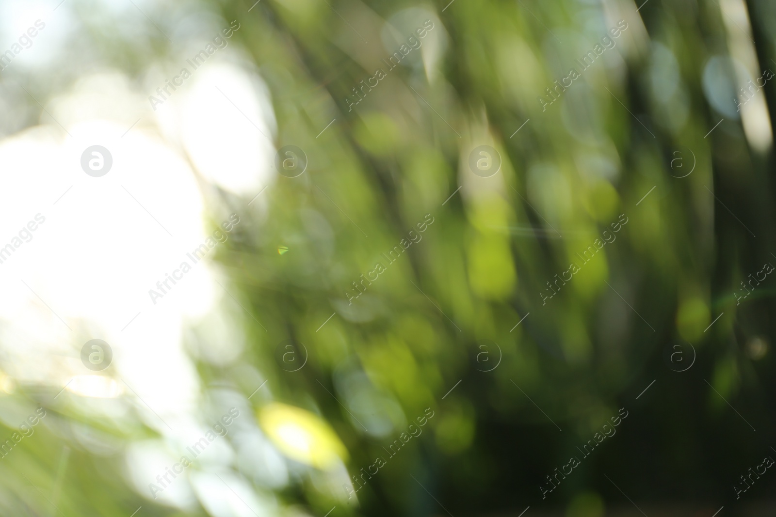 Photo of Blurred view of green trees on sunny day outdoors. Bokeh effect