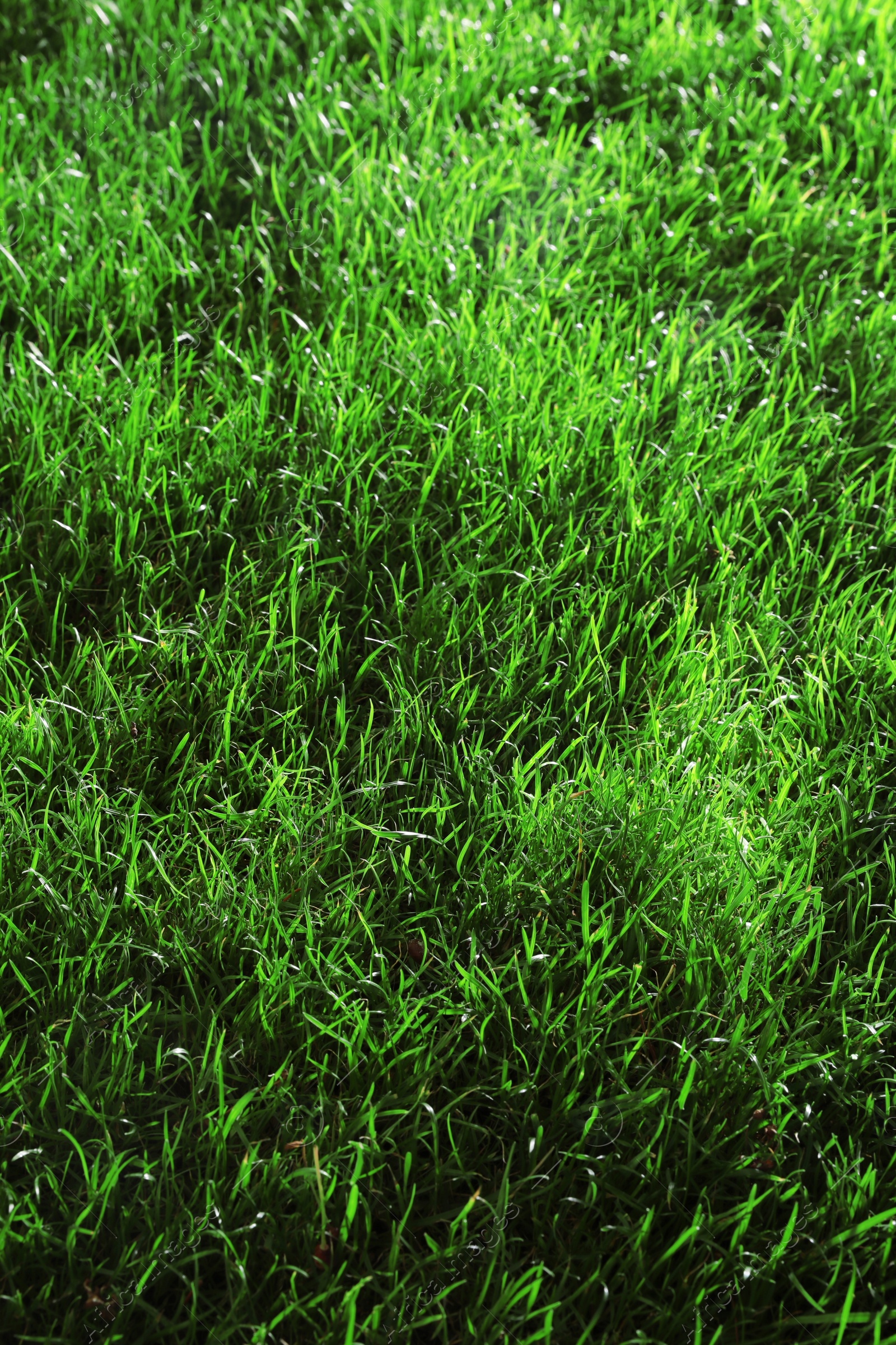 Photo of Green lawn with fresh grass as background, closeup