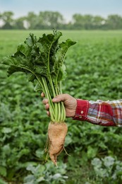 Photo of Man holding white beet in field, closeup