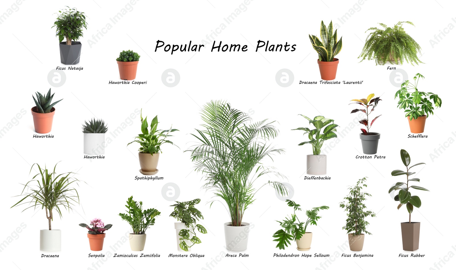 Image of Set of popular house plants on white background