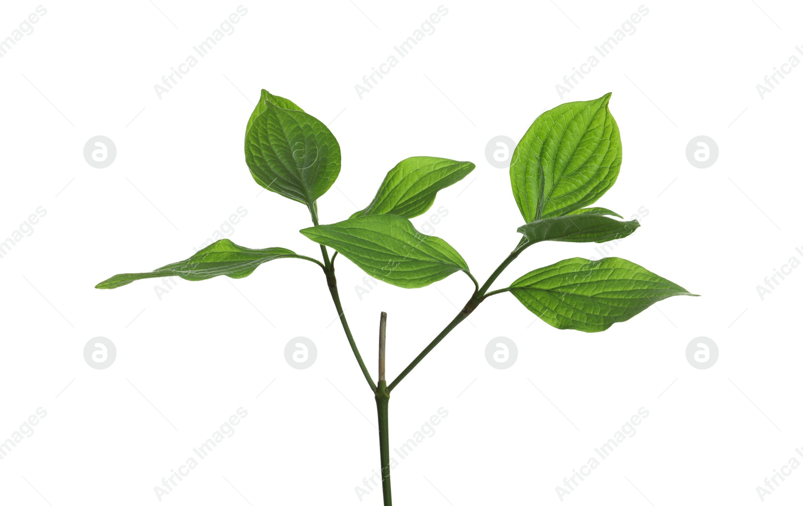 Photo of Branch with green leaves on white background