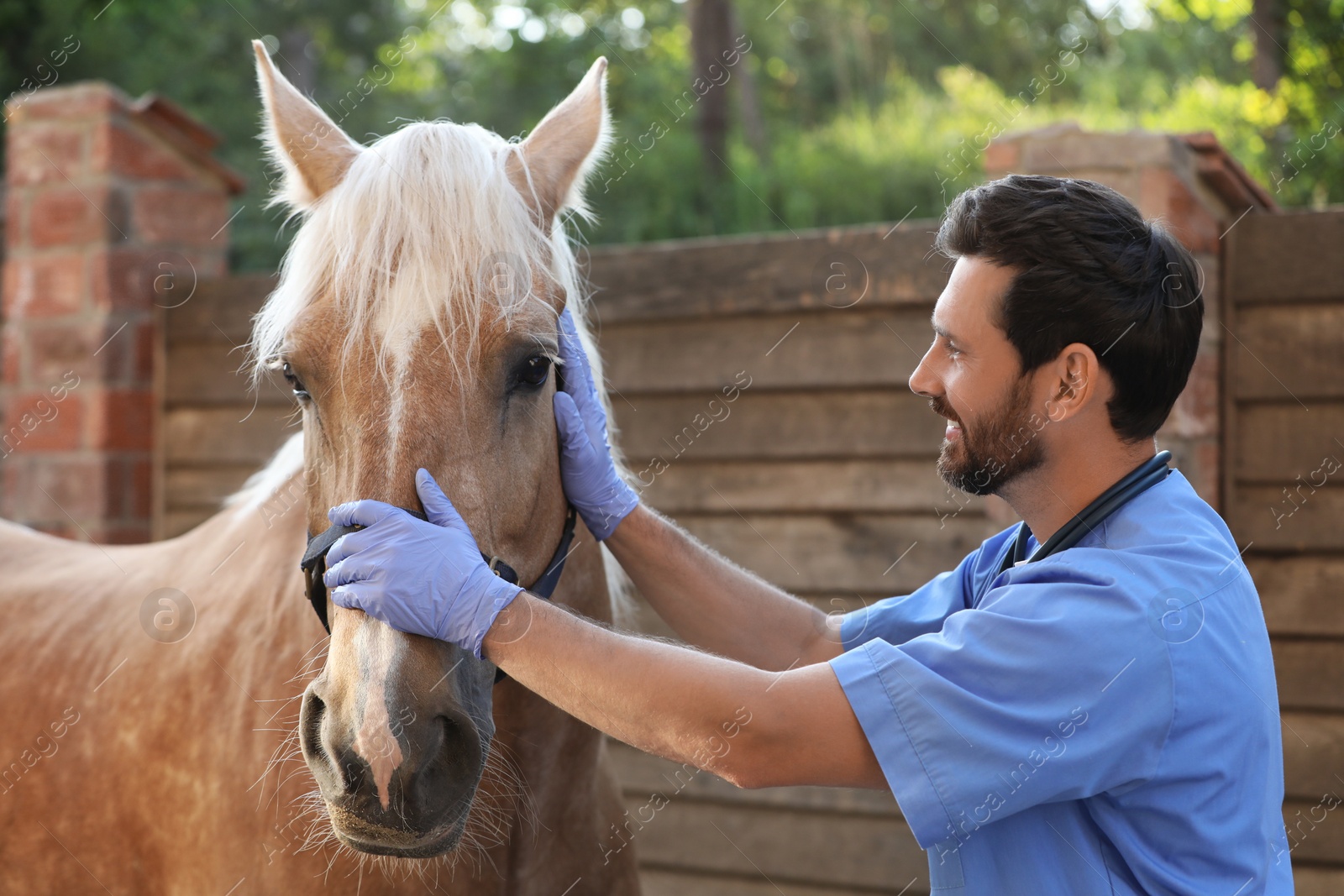 Photo of Veterinarian with adorable horse outdoors. Pet care