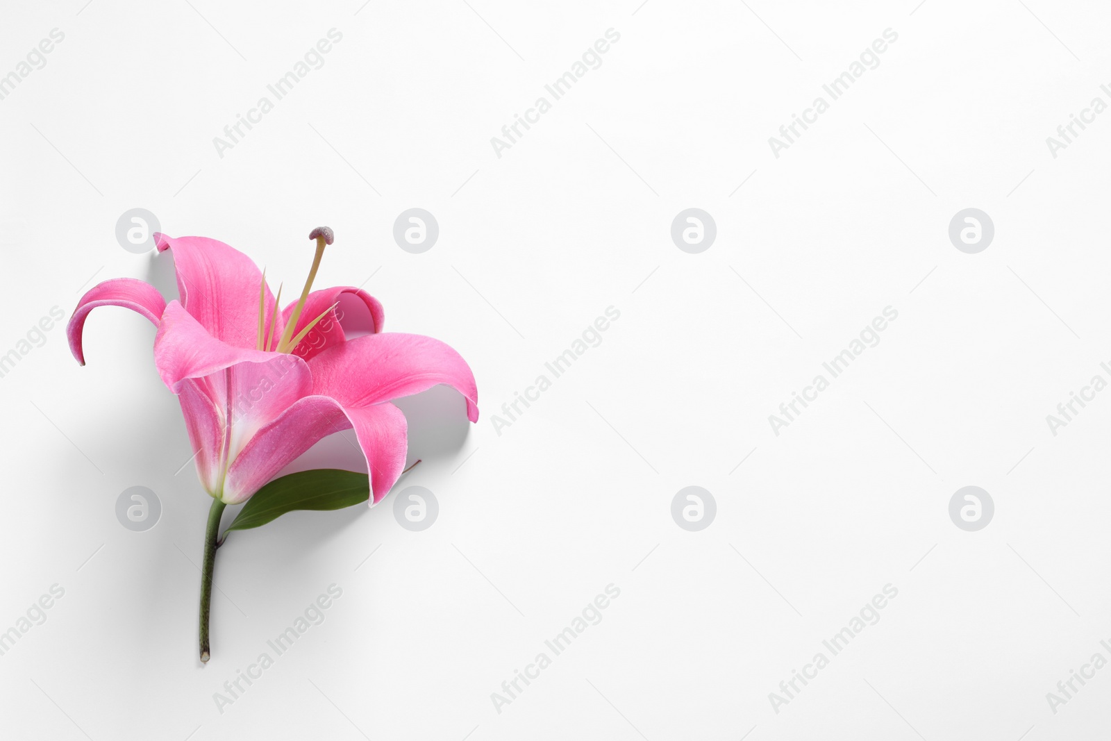 Photo of Beautiful pink lily flower on white background, top view. Space for text