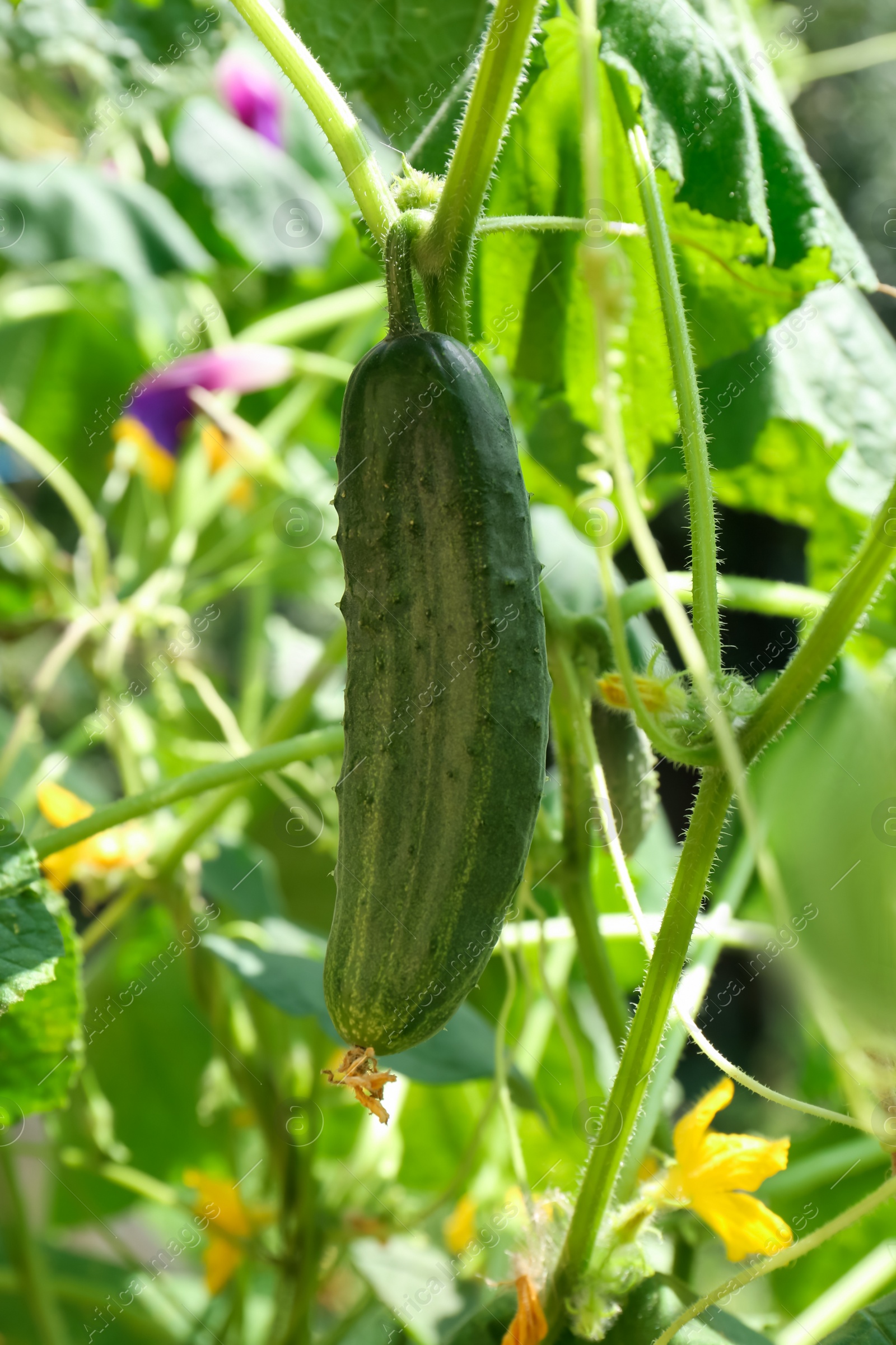 Photo of Cucumber growing on bush near fence in garden