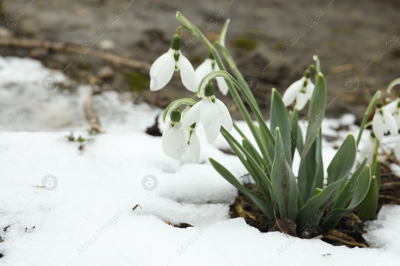 Photo of Beautiful blooming snowdrops growing outdoors, space for text. Spring flowers