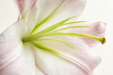 Photo of Beautiful blooming lily flower on white background, closeup