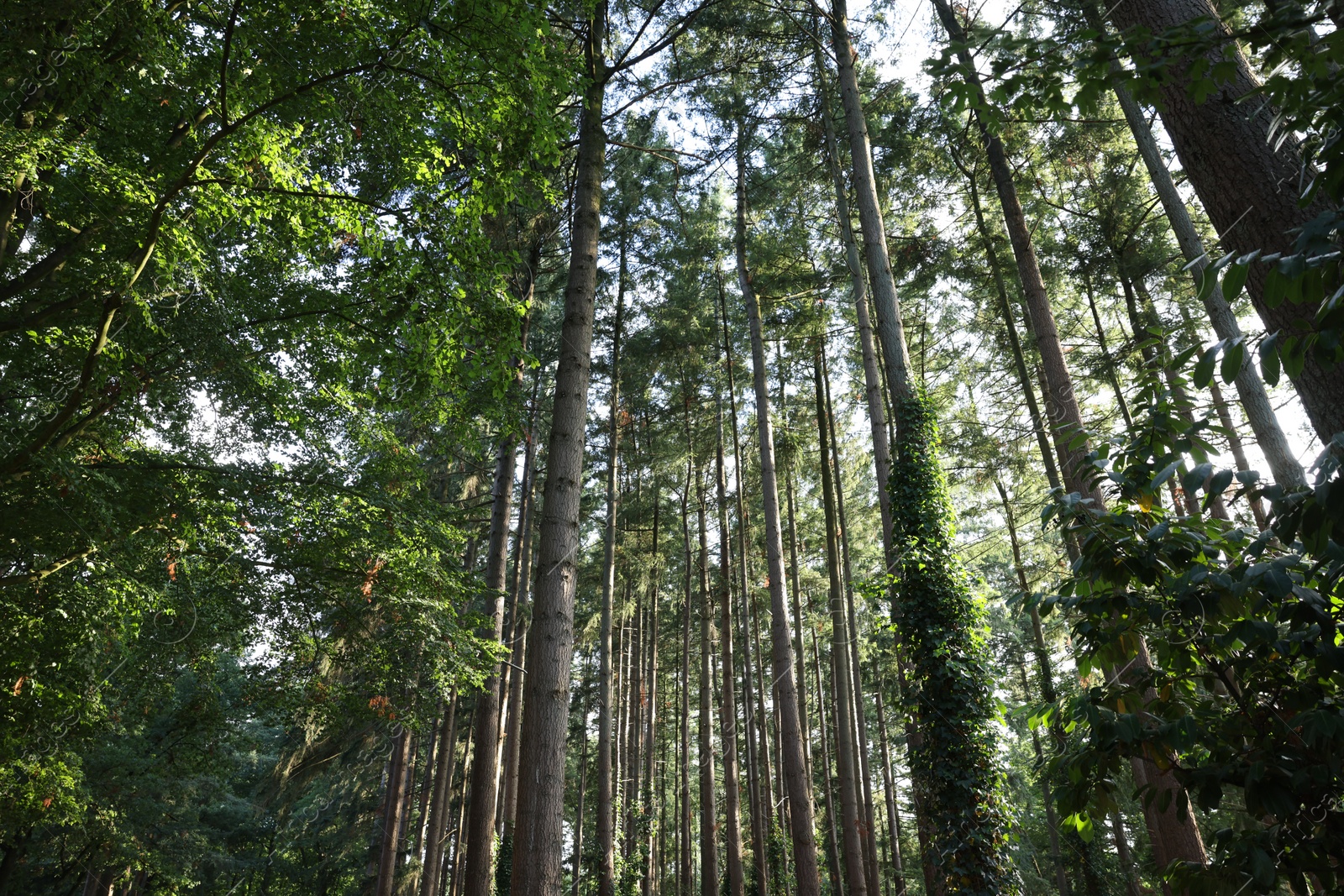 Photo of Beautiful green trees in forest, low angle view