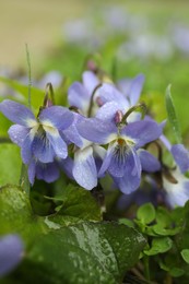 Beautiful wild violets blooming in forest. Spring flowers