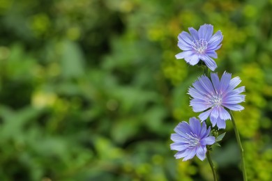 Beautiful blooming chicory flowers growing outdoors, closeup. Space for text