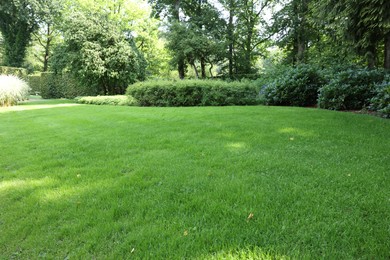 Photo of Beautiful lawn with green grass on sunny day