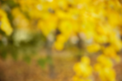 Photo of Blurred view of autumn foliage outdoors. Bokeh effect