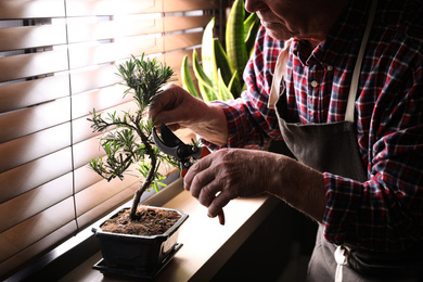 Photo of Senior man taking care of Japanese bonsai plant near window indoors, closeup. Creating zen atmosphere at home