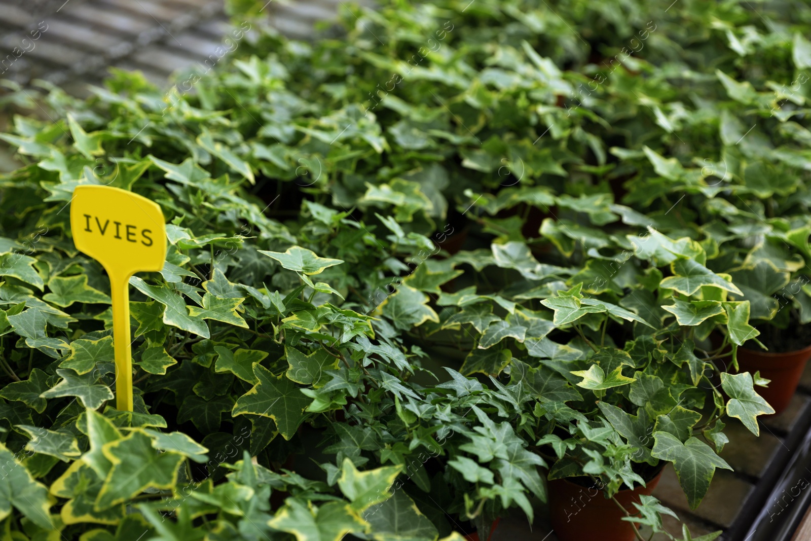 Photo of Beautiful ivies with green leaves on table