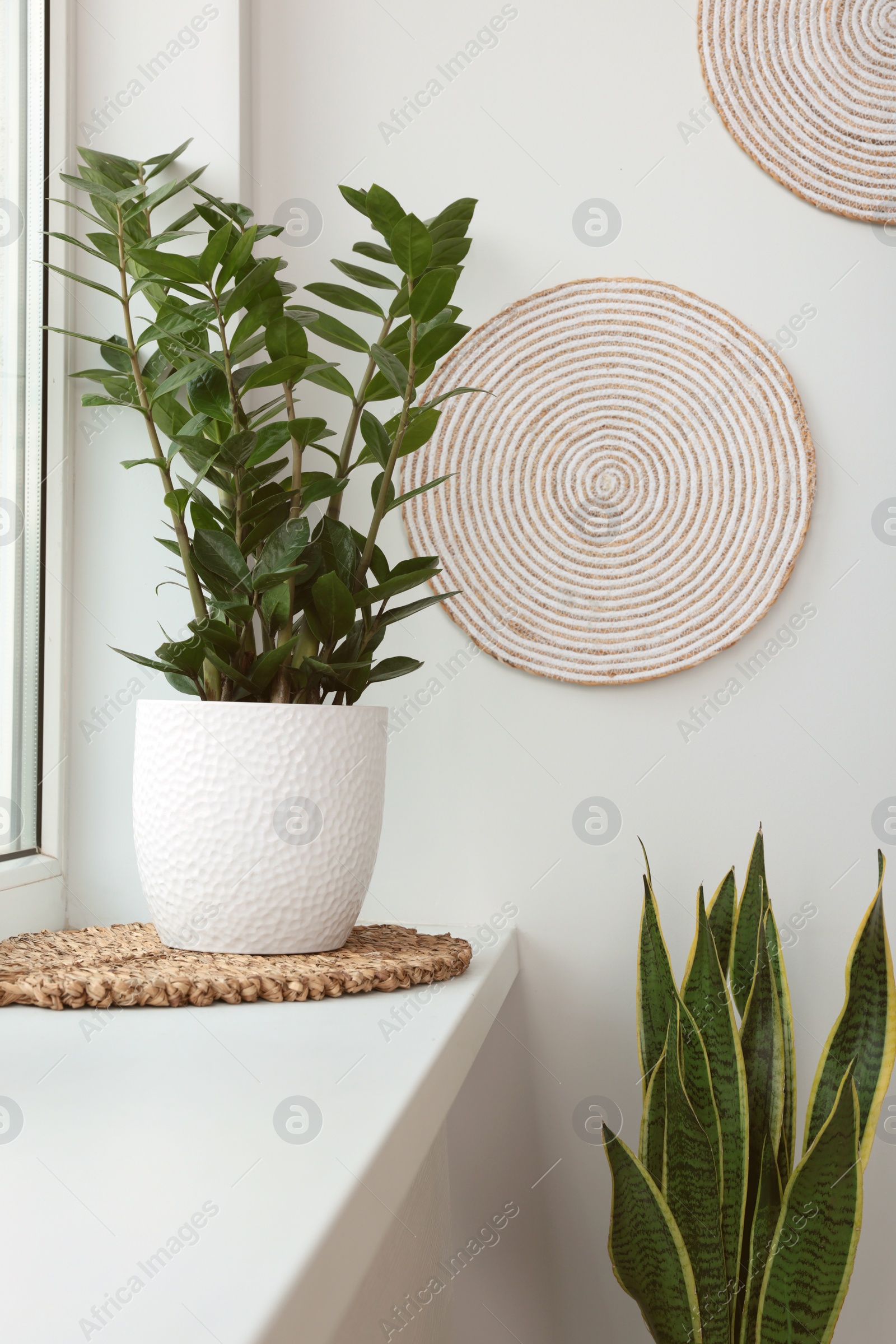 Photo of Zamioculcas in pot on windowsill indoors. House plant