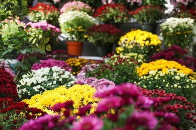 Photo of View of fresh beautiful colorful chrysanthemum flowers outdoors