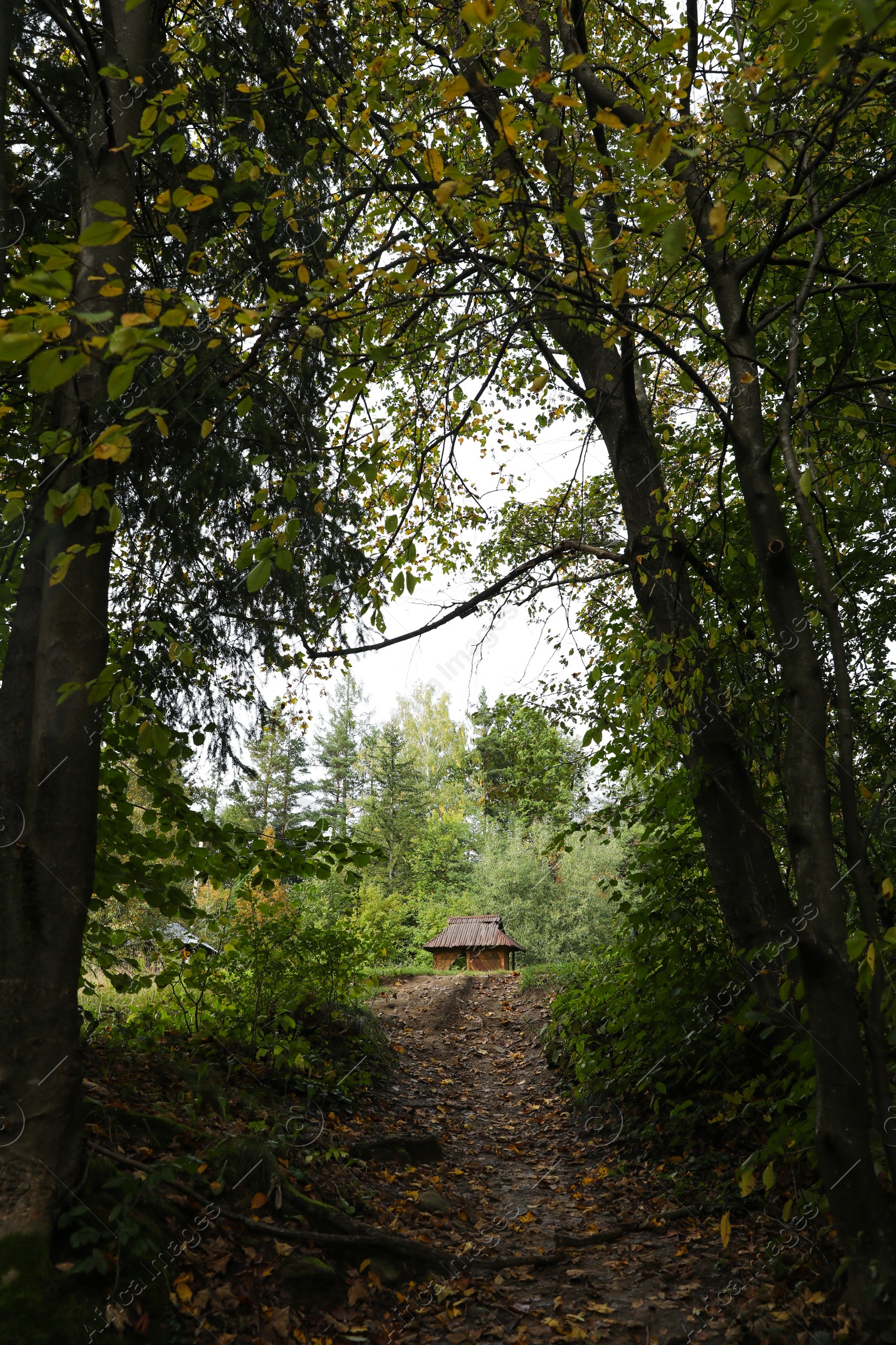 Photo of Beautiful landscape with pathway among tall trees in forest