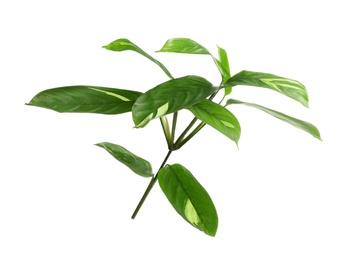 Photo of Branch of Variegated Ginger with green leaves on white background