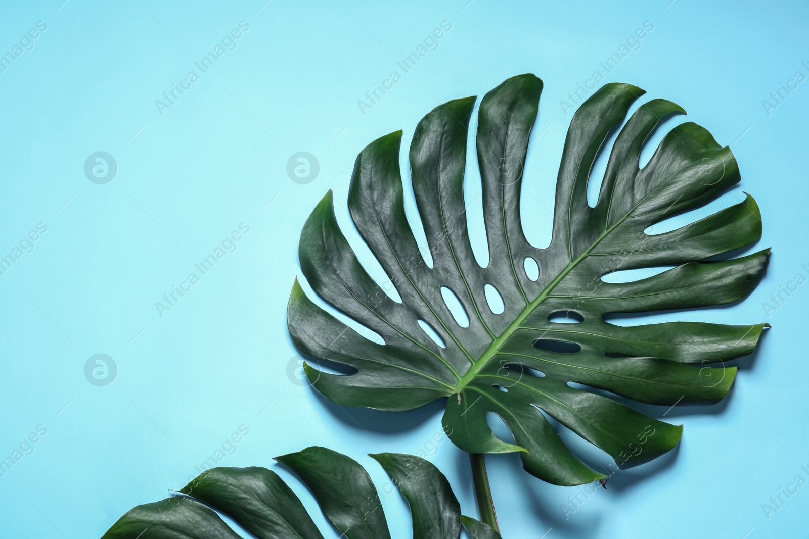 Photo of Green fresh monstera leaves on color background, flat lay with space for text. Tropical plant