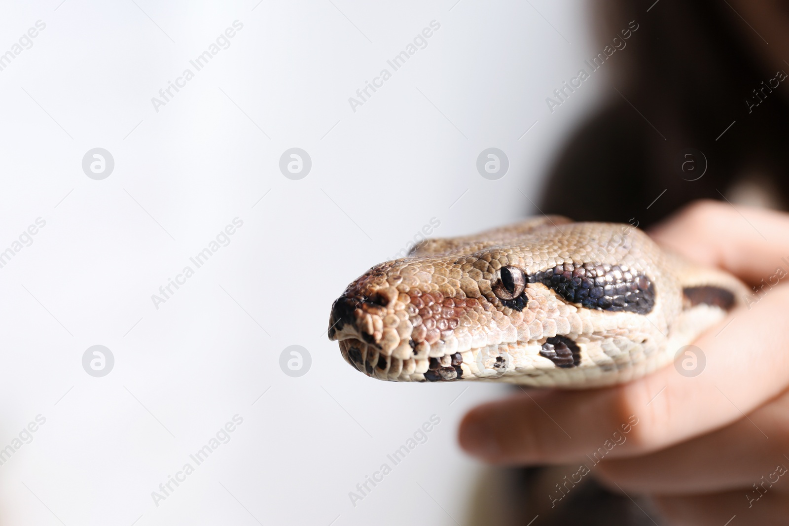 Photo of Woman with her boa constrictor at home, closeup. Exotic pet