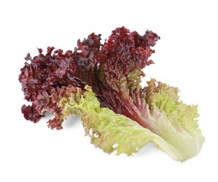 Photo of Leaf of fresh red coral lettuce isolated on white