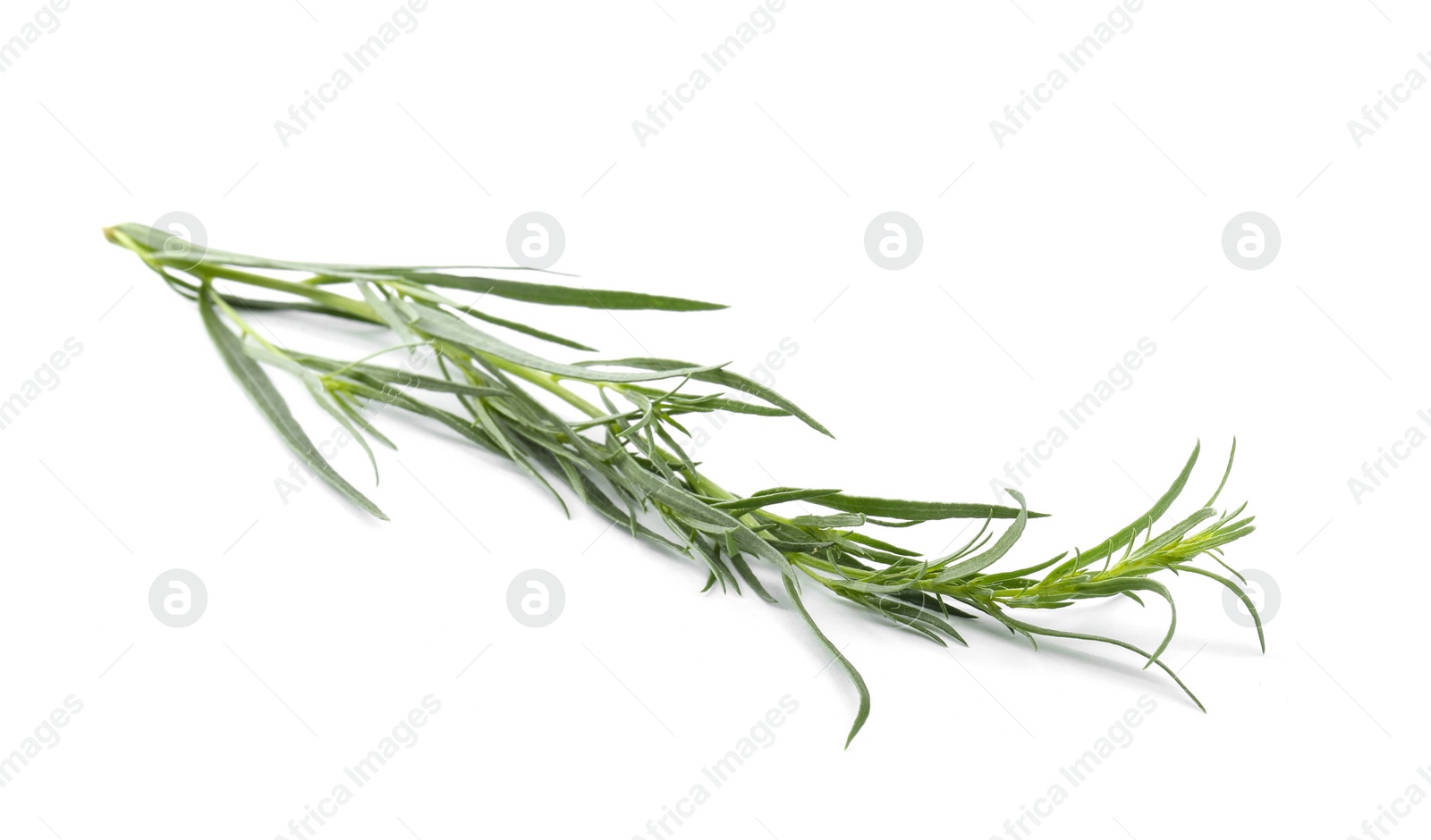 Photo of One sprig of fresh tarragon on white background