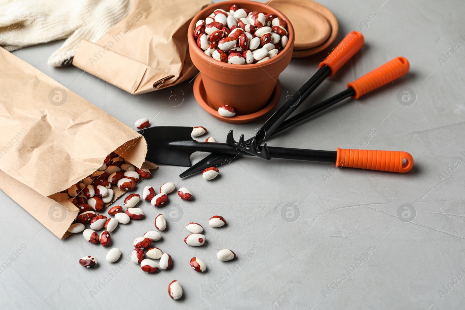 Photo of Paper bag with raw beans and gardening tools on grey table. Vegetable seeds