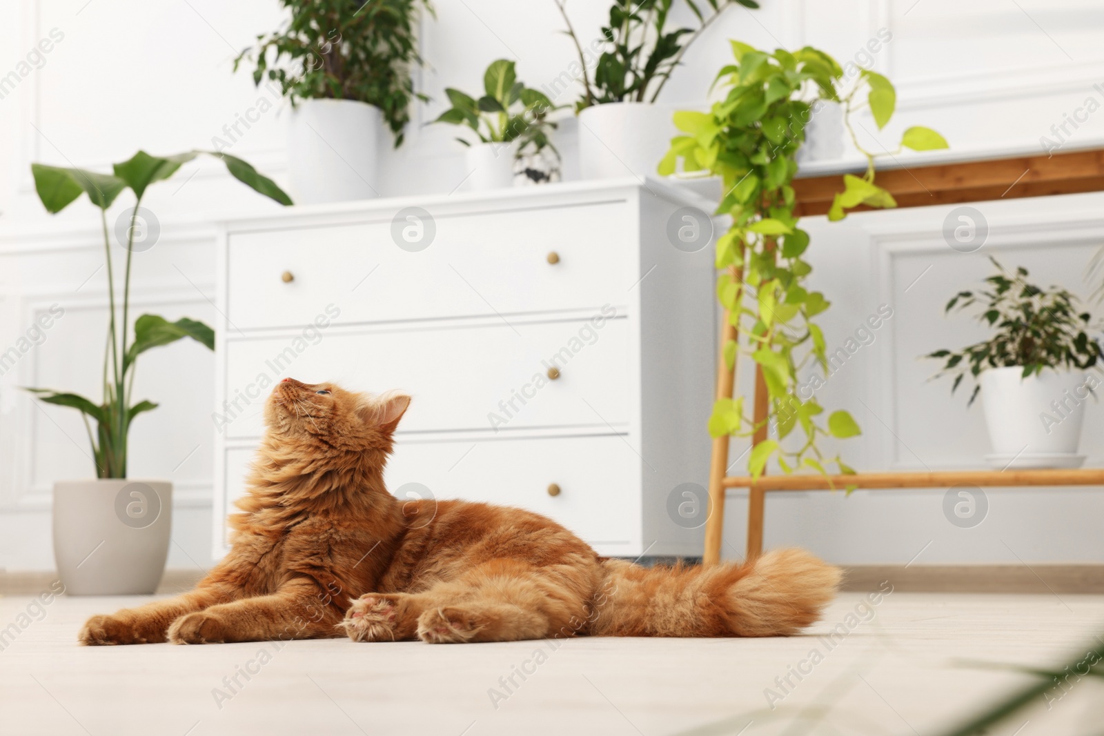 Photo of Cute red cat on floor at home