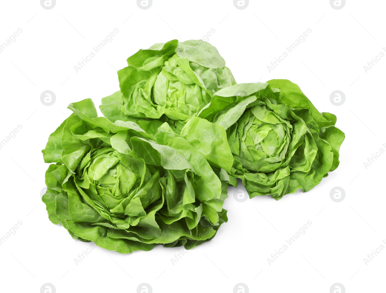 Photo of Fresh green butter lettuce heads isolated on white