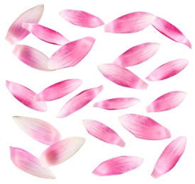 Image of Set of beautiful pink lotus flower petals on white background