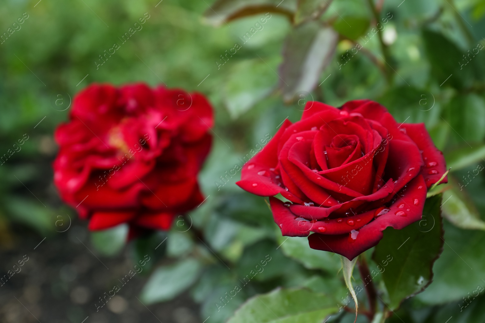 Photo of Beautiful red rose flower with dew drops in garden, closeup. Space for text