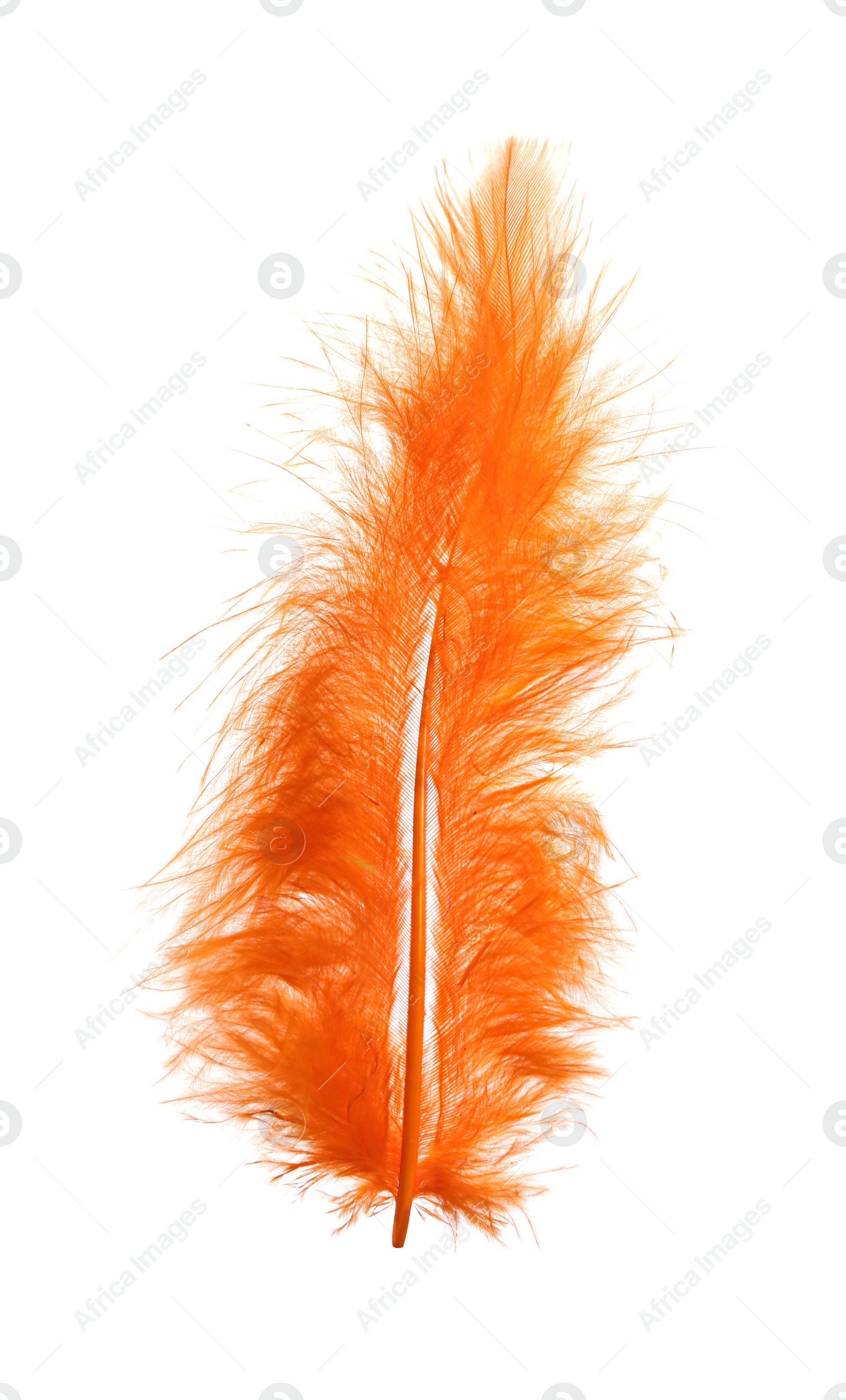 Photo of Fluffy beautiful orange feather isolated on white