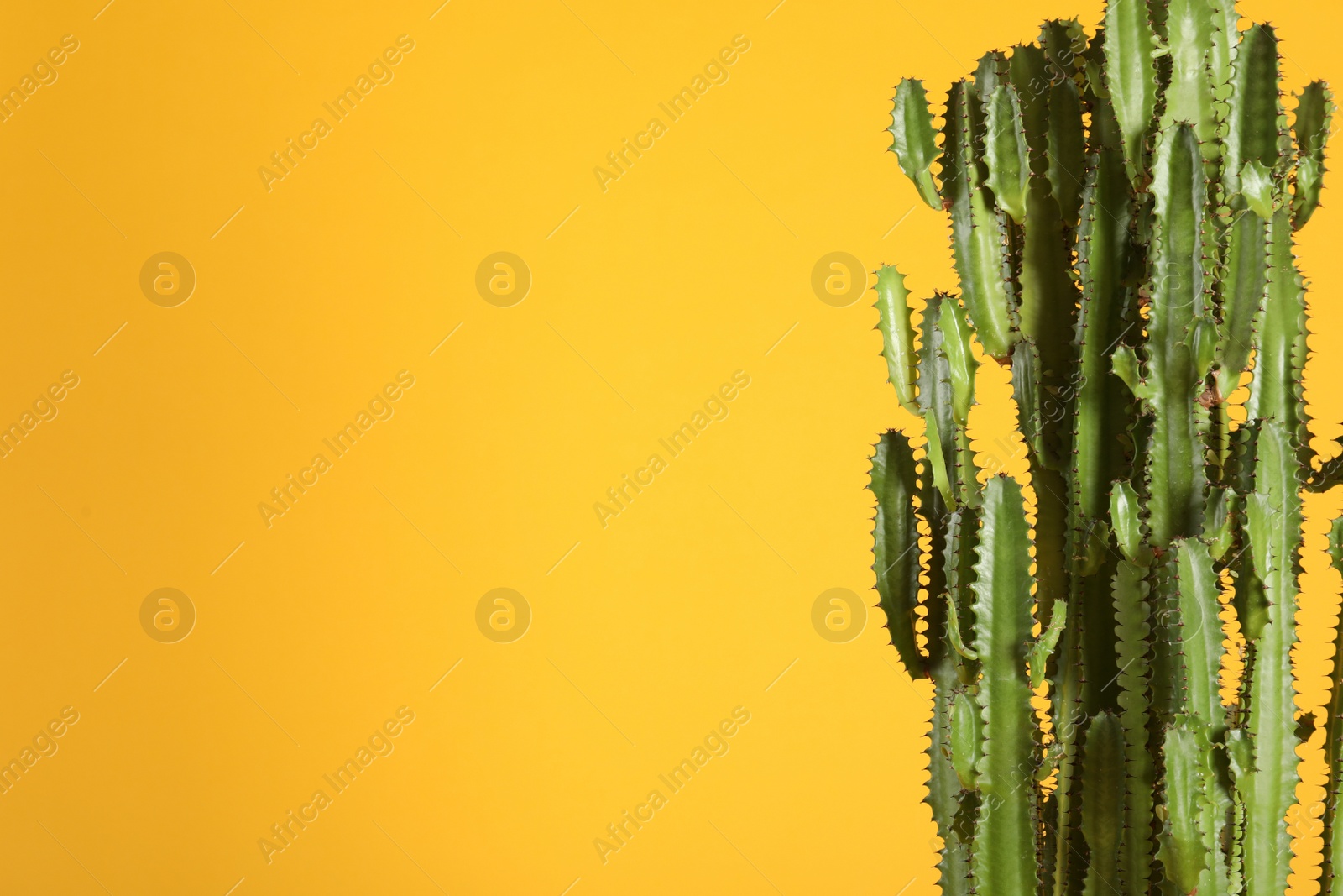 Photo of Beautiful cactus on yellow background, space for text. Tropical plant