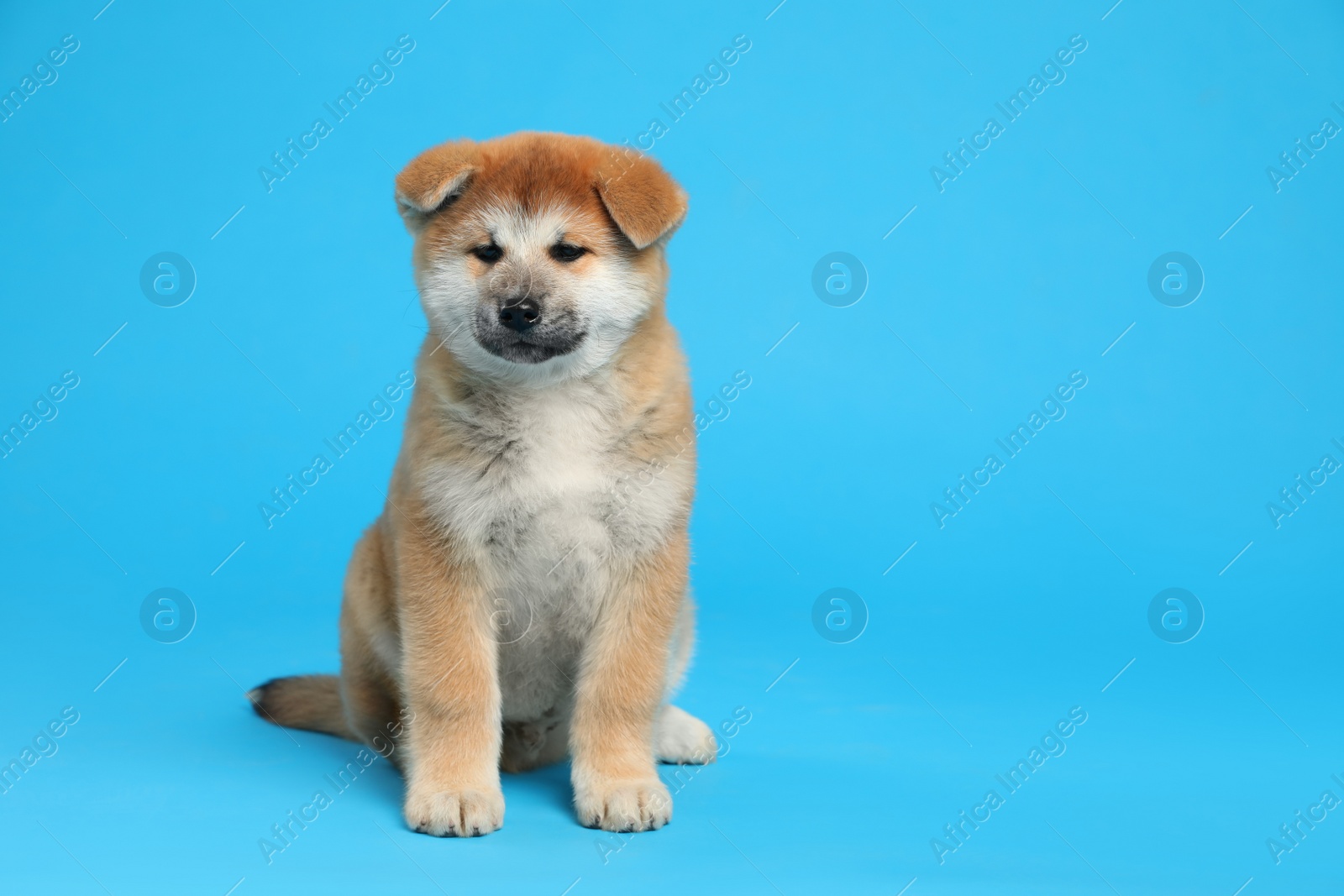 Photo of Cute Akita Inu puppy on light blue background, space for text. Baby animal