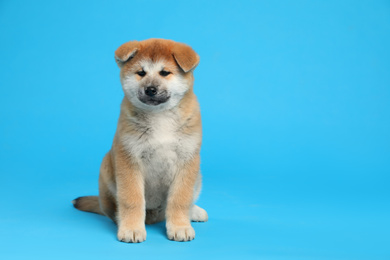 Photo of Cute Akita Inu puppy on light blue background, space for text. Baby animal