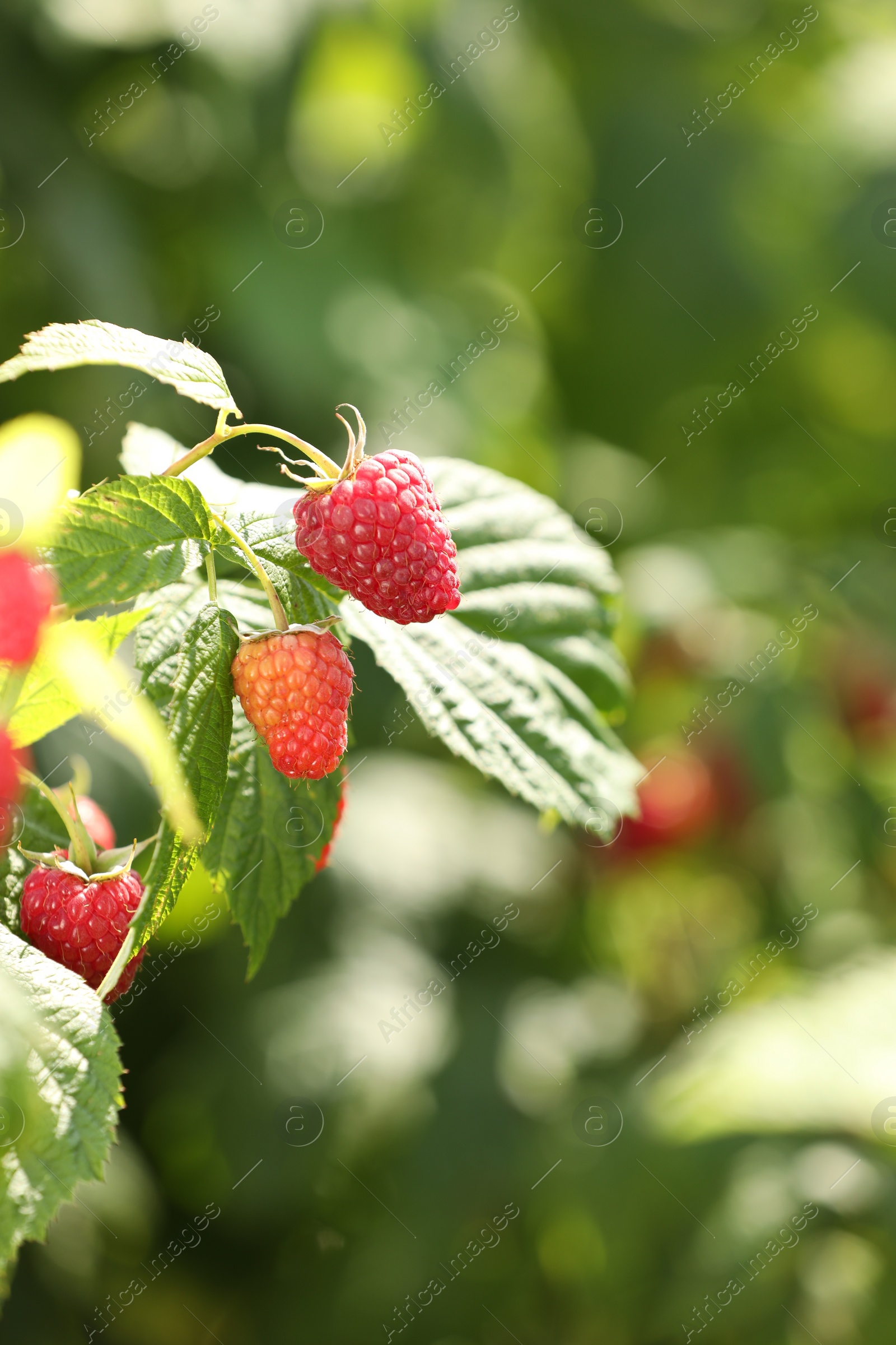 Photo of Red raspberries growing on bush outdoors, closeup